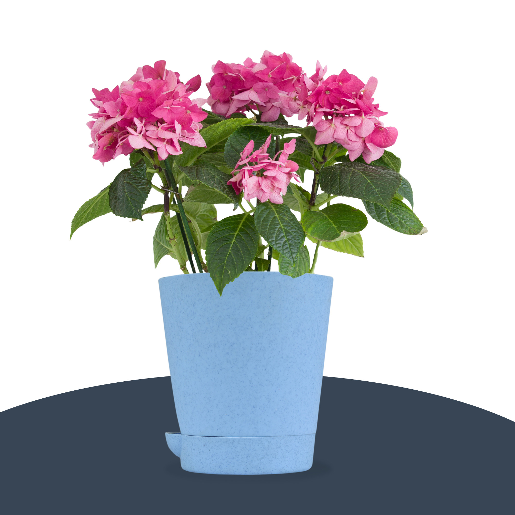 Kuber Industries Flower Pot | Flower Pot for Living Room-Office | Planters for Home-office-Lawns & Garden Décor | Self Watering Flower Planters Pots | Marble Titan | 4 Inch | Blue & Pink