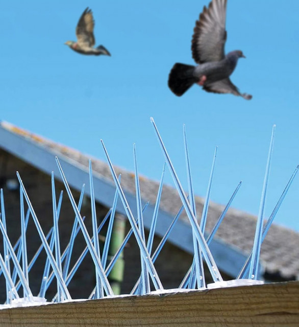 Bird Spikes