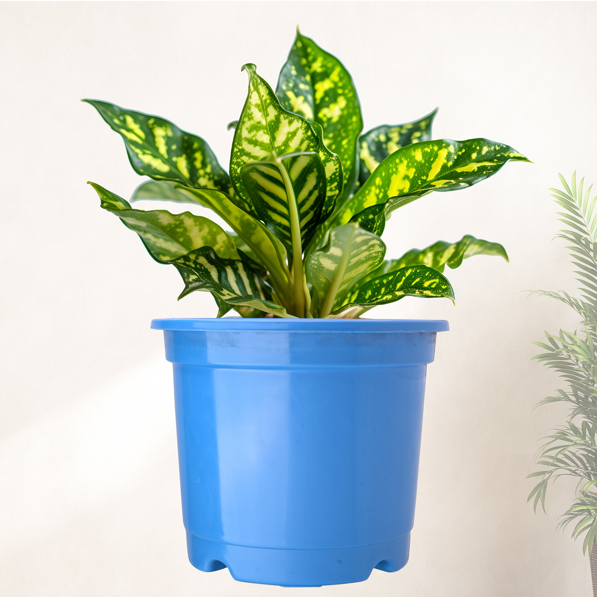 Kuber Industries  Flower Pot  Fuldani Flower Pot   Phooldaan for Home Dcor  Pots for Home Terrace Garden  Pots Stand for Plants  Synergy Indoor Plant Stand  Blue