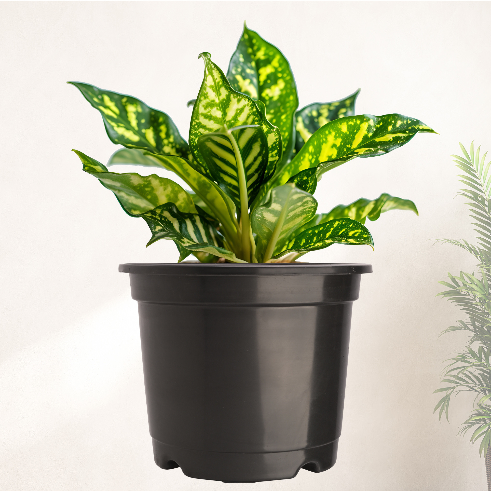 Kuber Industries  Flower Pot  Fuldani Flower Pot  6 Inch Pots for Home Terrace Garden  Pots Stand for Plants  Phooldaan for Home Dcor  Synergy Indoor Plant Stand  Black