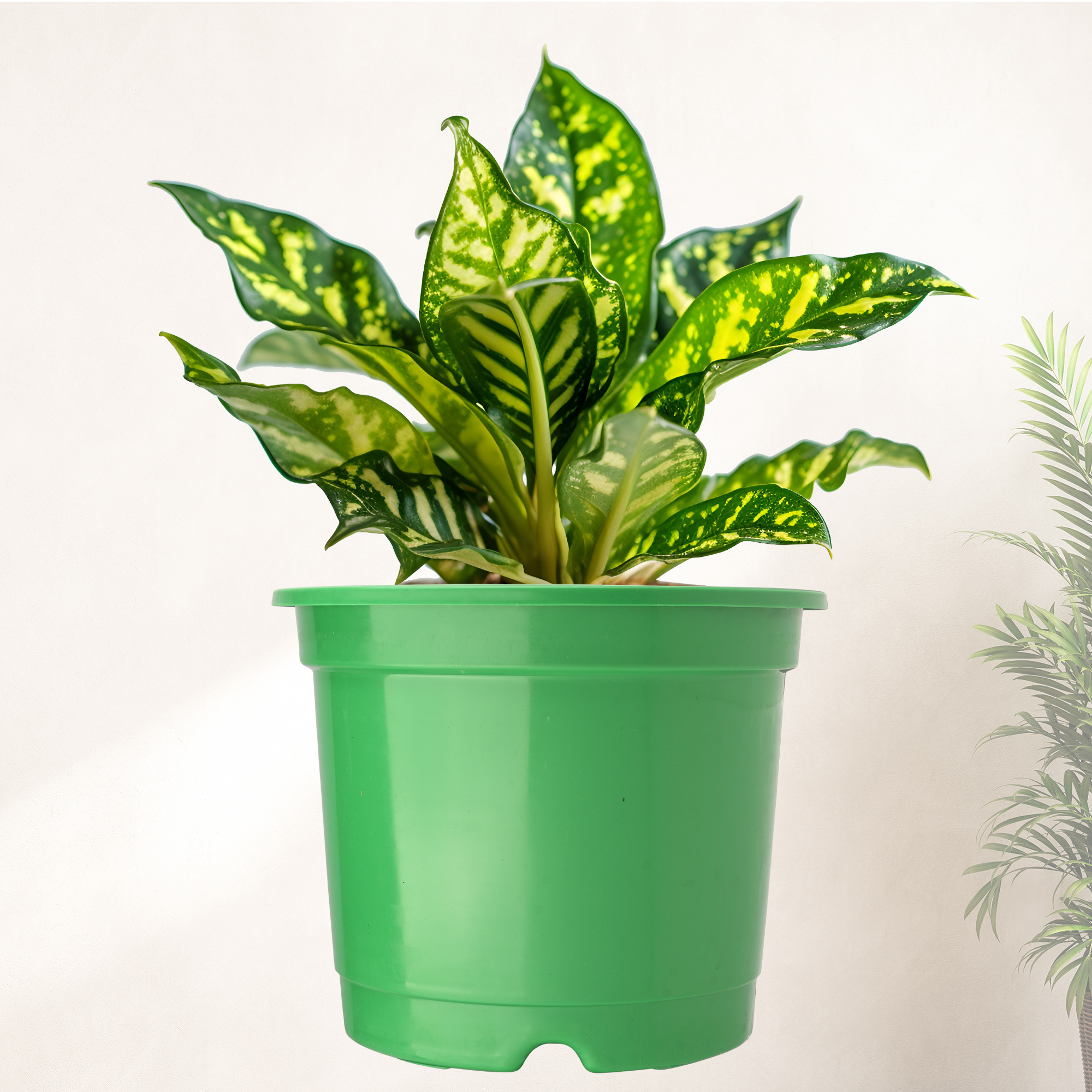 Kuber Industries  Flower Pot  Fuldani Flower Pot  6 Inch Pots for Home Terrace Garden  Pots Stand for Plants  Phooldaan for Home Dcor  Synergy Indoor Plant Stand  Green