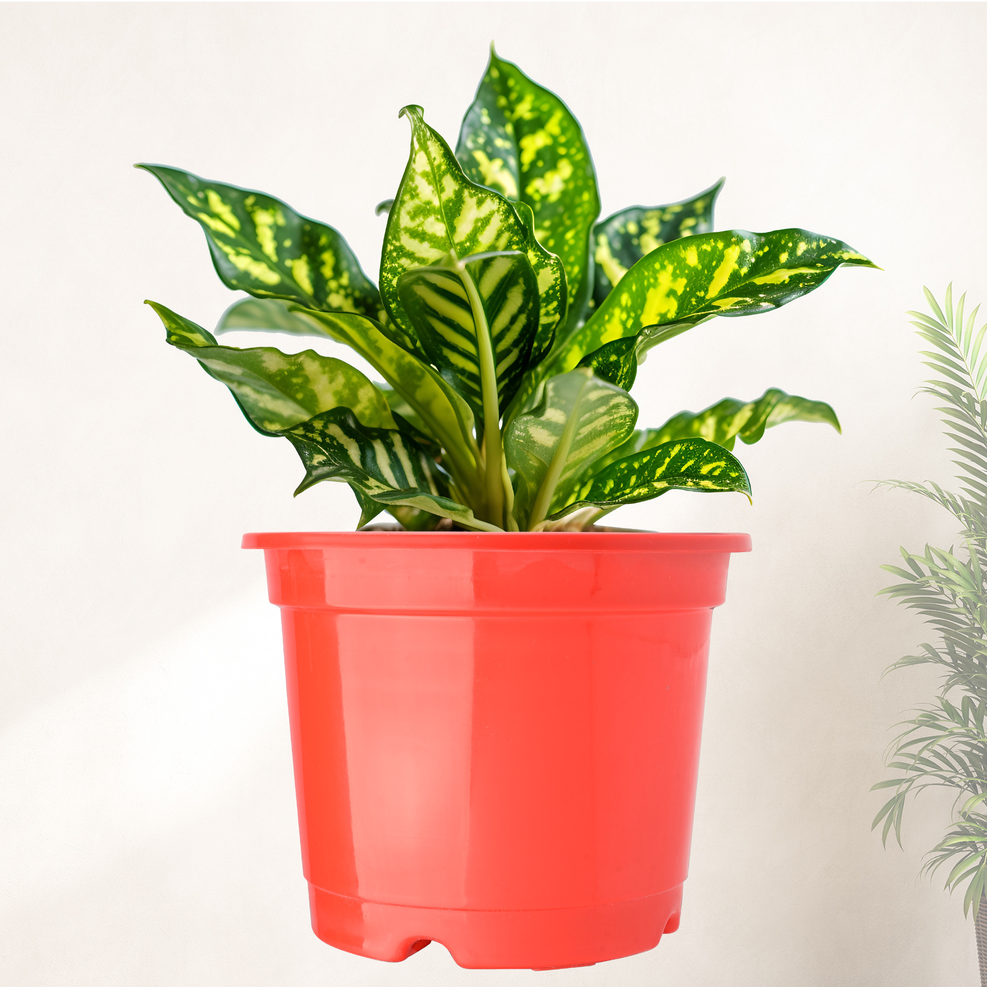 Kuber Industries  Flower Pot  Fuldani Flower Pot  6 Inch Pots for Home Terrace Garden  Pots Stand for Plants  Phooldaan for Home Dcor  Synergy Indoor Plant Stand  Red