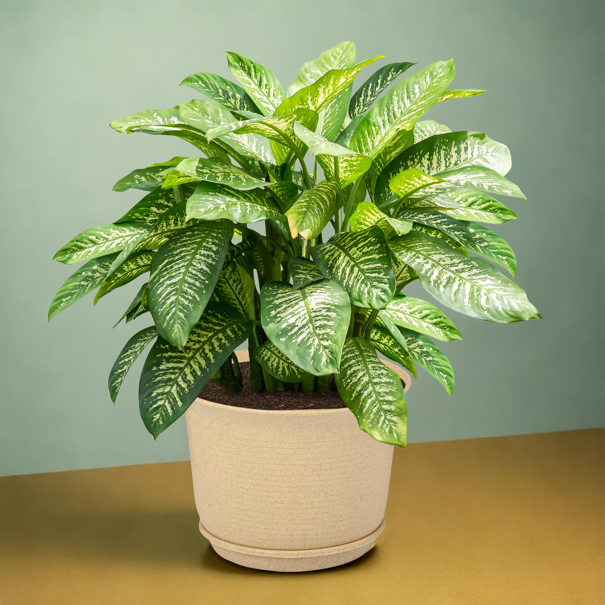 Kuber Industries 10 Inch Marble Sawera Design Flower Plant Pot with Plate for Home Kitchen  Garden  Stylish Pots for Plants Balcony  Ideal for Home Decor  Office Spaces  Beige