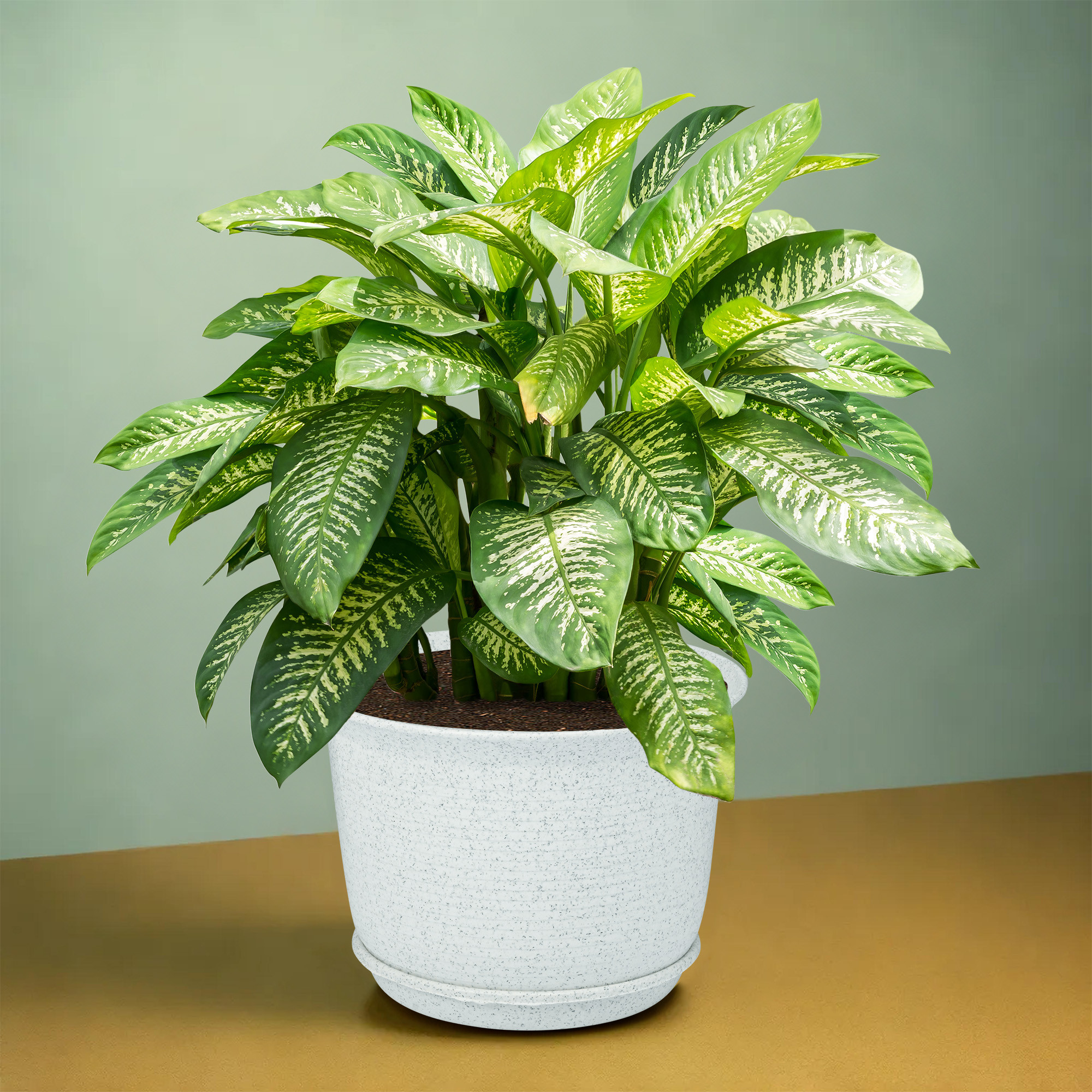 Kuber Industries 10 Inch Marble Sawera Design Flower Plant Pot with Plate for Home Kitchen  Garden  Stylish Pots for Plants Balcony  Ideal for Home Decor  Office Spaces  White