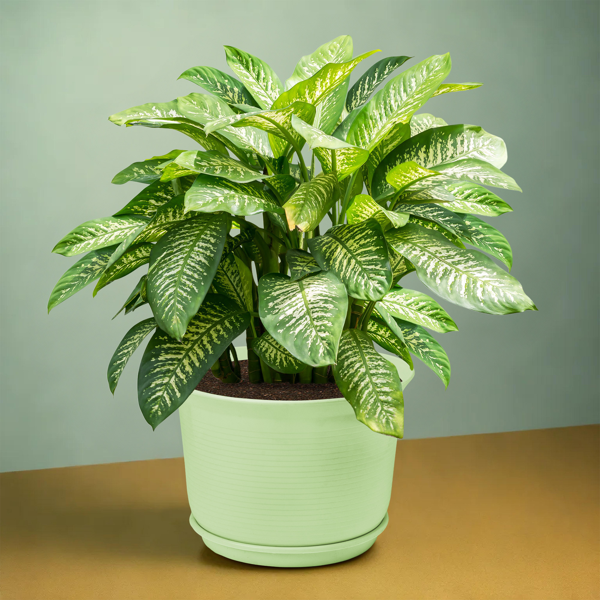 Kuber Industries 10 Inch Plain Sawera Design Flower Plant Pot with Plate for Home Kitchen  Garden  Stylish Pots for Plants Balcony  Ideal for Home Decor  Office Spaces  Light Green