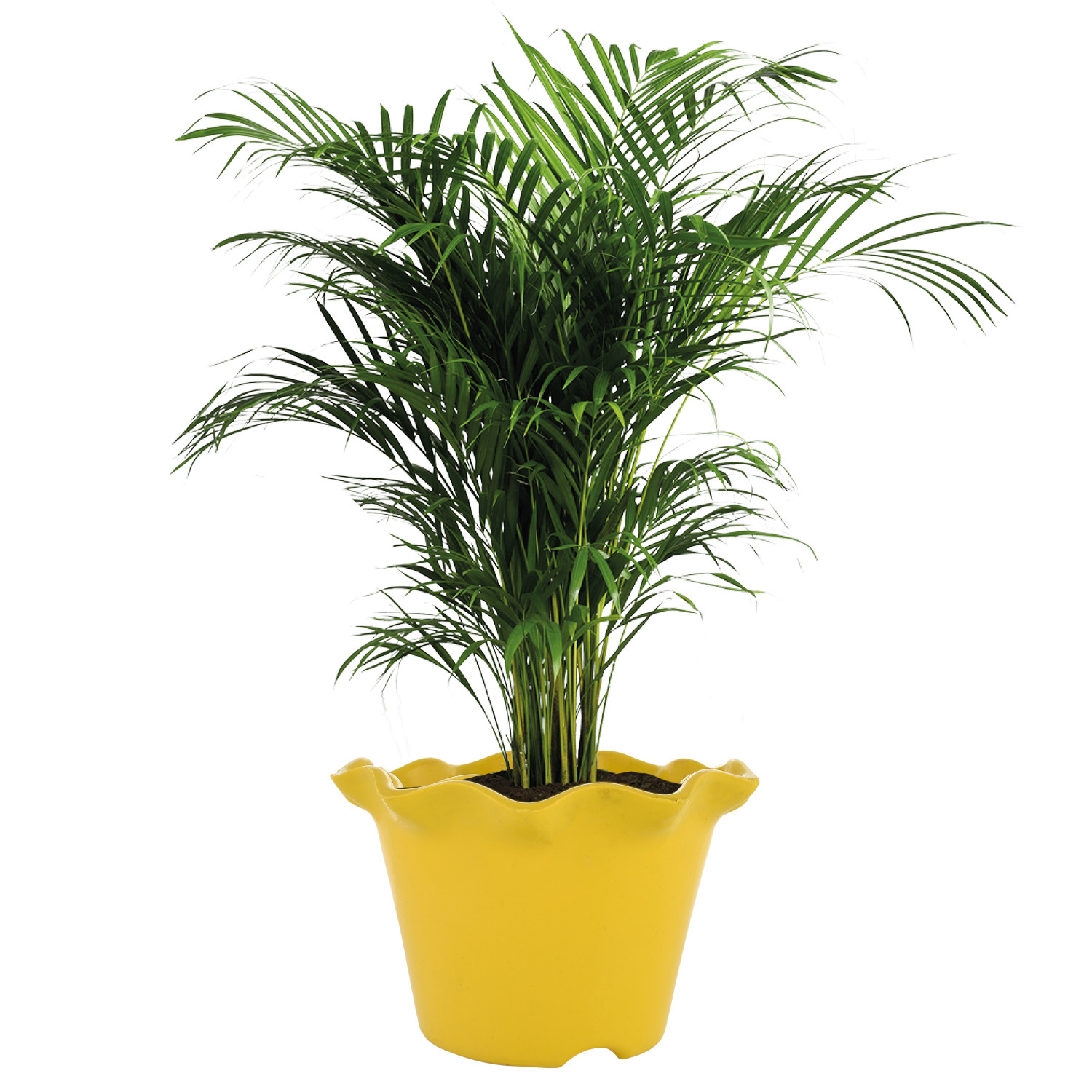 Kuber Industries Blossom Flower Pot|Durable Plastic Flower Pot|Gamla With Drain Holes for Home Décor|Balcony|Garden|8 Inch|Pack of 2 (White & Yellow)