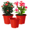 Kuber Industries Durable Plastic Flower Pot|Gamla With Drain Holes for Indoor Home Decor &amp; Outdoor Balcony,Garden,6&quot;x5&quot;,(Red)