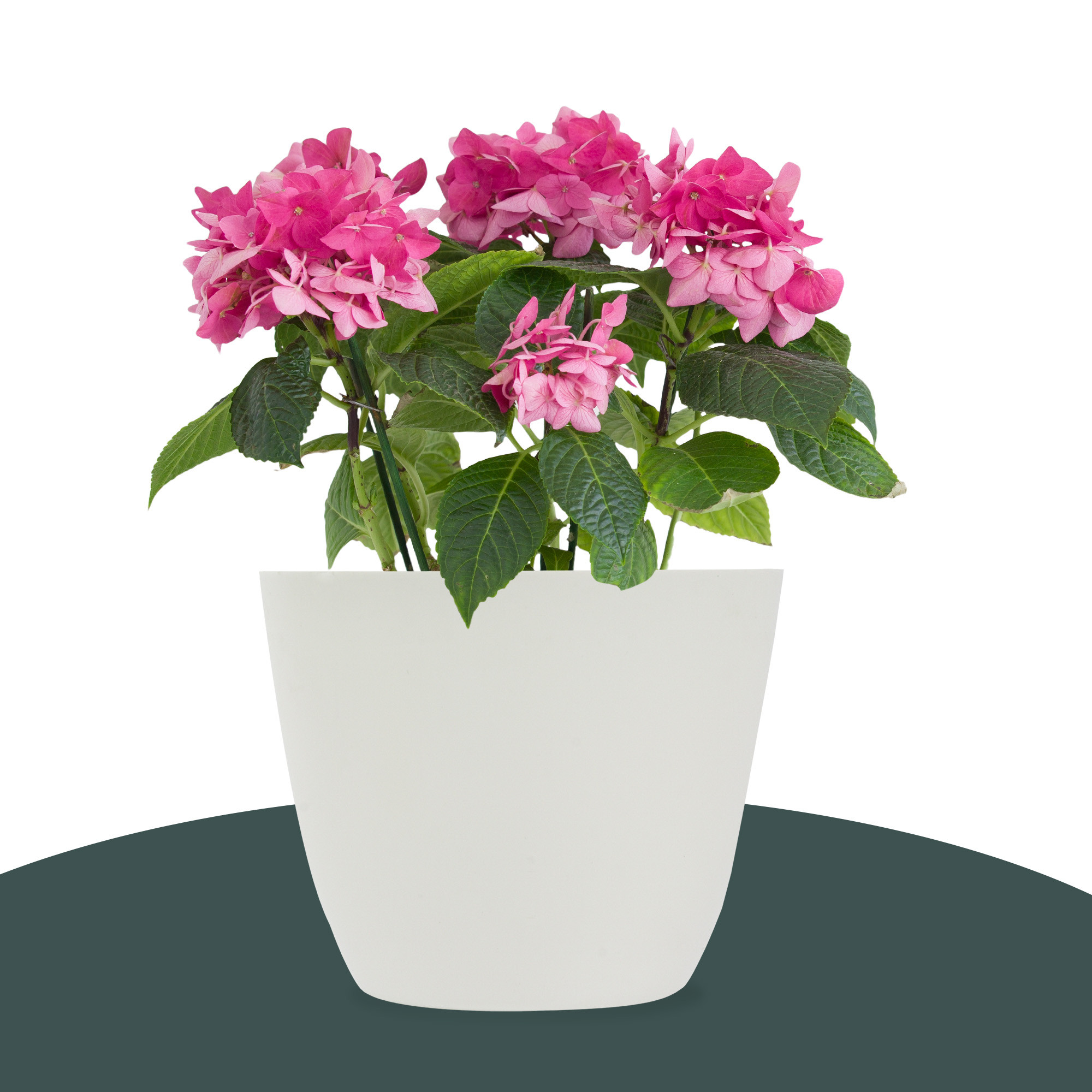 Kuber Industries Flower Pot | Flower Pot for Living Room-Office | Flower Planters for Home-office-Lawns & Garden Décor | Flower Planters Pots for Balcony | Plain Cool | 5 Inch | White