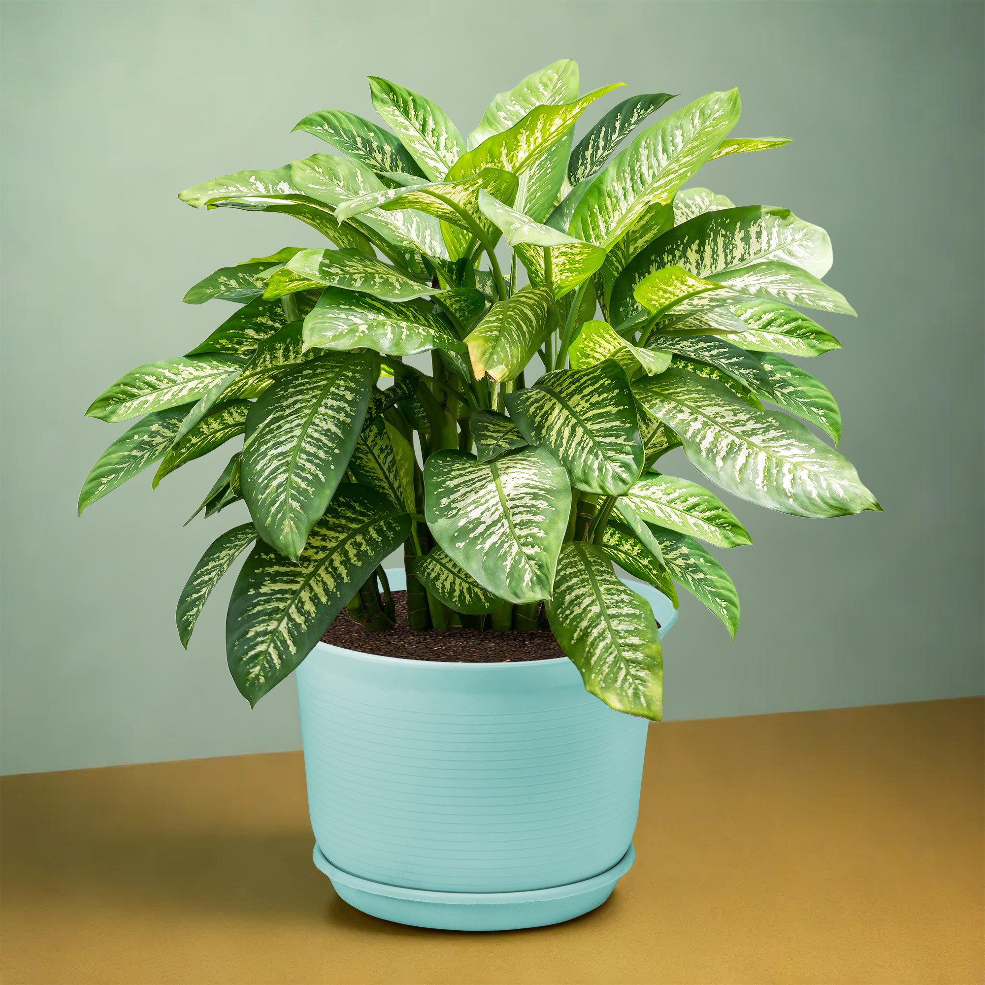 Kuber Industries Flower Pot with Bottom Tray | Flower Planter Pots | Planters for Home-Lawns & Garden | Flower Planter for Balcony | Plain Sawera | 10 Inch | Sky Blue & White