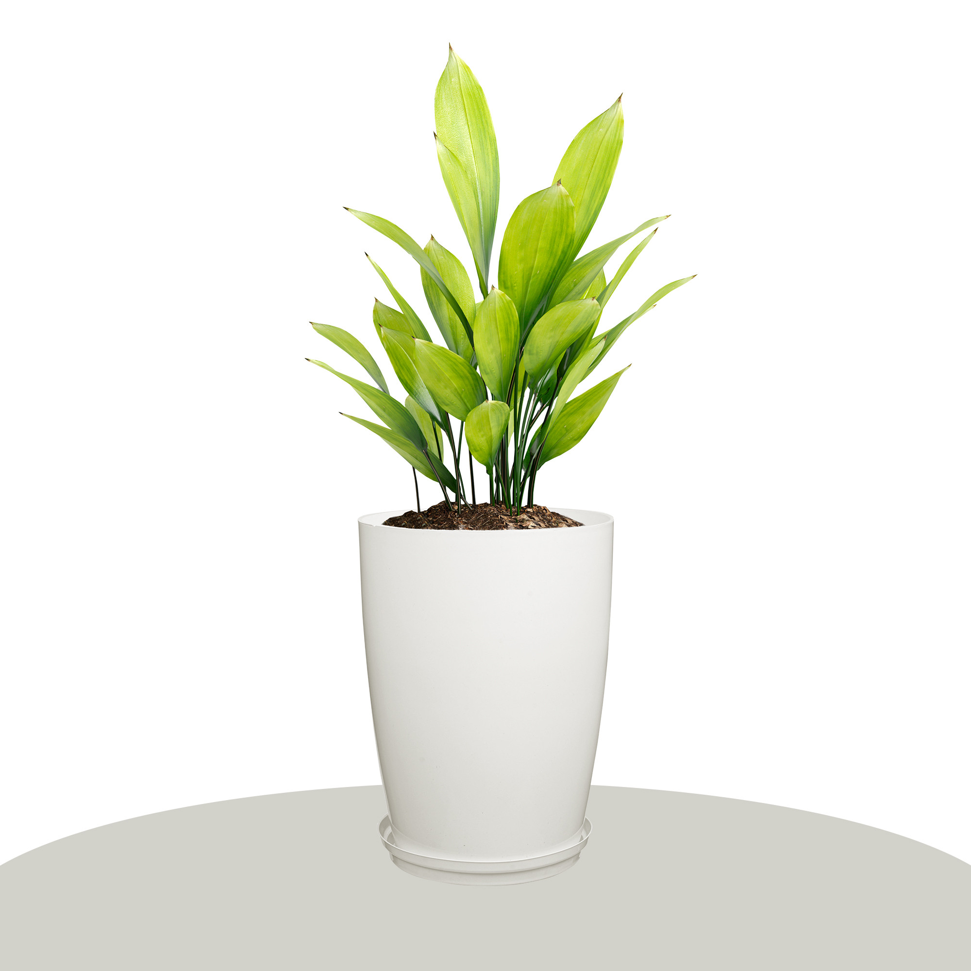 Kuber Industries Flower Pot with Plate  14 Inch Indoor-Outdoor Plants Stand  Flower Pot for Home-Office  Flower Pot for Garden  Flower Gamla for Balcony  Plain Tower  White