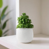 Indoor Artificial Plants with Pot for Shelf and Table Top | Potted Faux Plants for Home Decor &amp; Office Desk | TV Unit Decorative Items for Living Room | 4001 - White