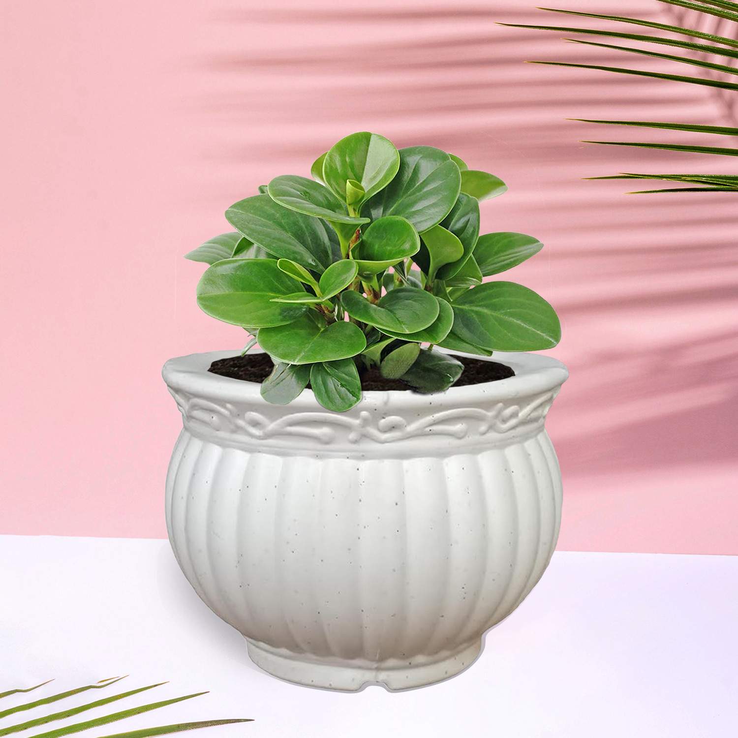 Kuber Industries Kanha Matki Flower Pot | Flower Planter Pots for Indoor | Flower Pots for Outdoor | Pot for Garden & Balcony Flowering | Flower Plants Pot | 8 Inch | White