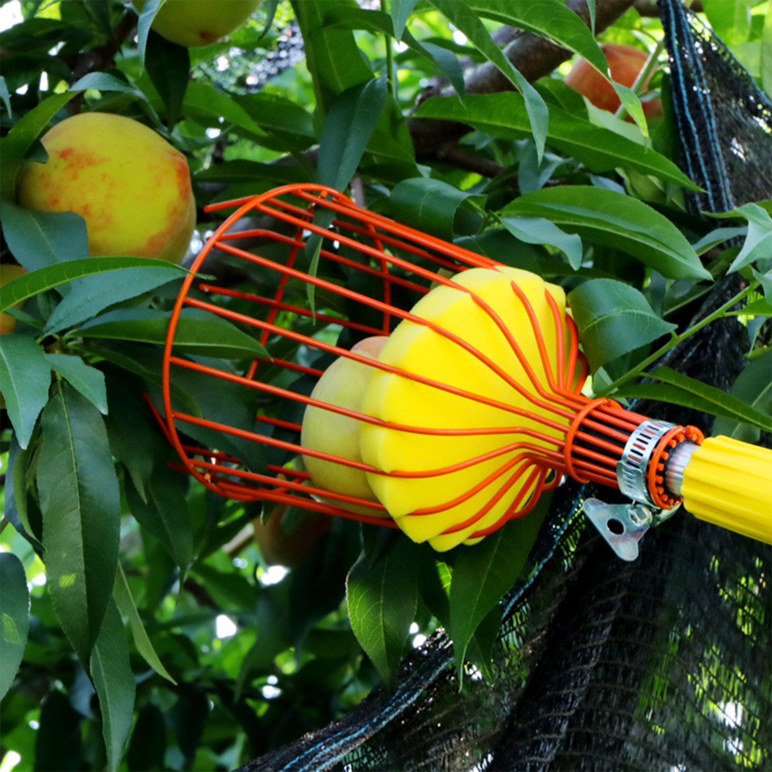 Kuber Industries Lightweight Fruit Picker|Fruit, Mango, Coconut Plucker|Fruit Picking Tool, Basket For Garden (Red)