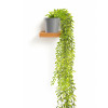 Plastic Artificial Vine Plant with Pot | Decorative Flower Pots for Living Room | Fake Hanging Leaves | Falling Plants for Home and Office Decor | 80 Pot - Grey