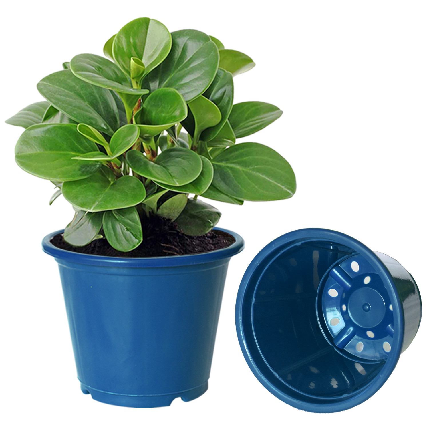 Kuber Industries Plastic Planters|Gamla|Flower Pots for Garden Nursery Home Décor,8
