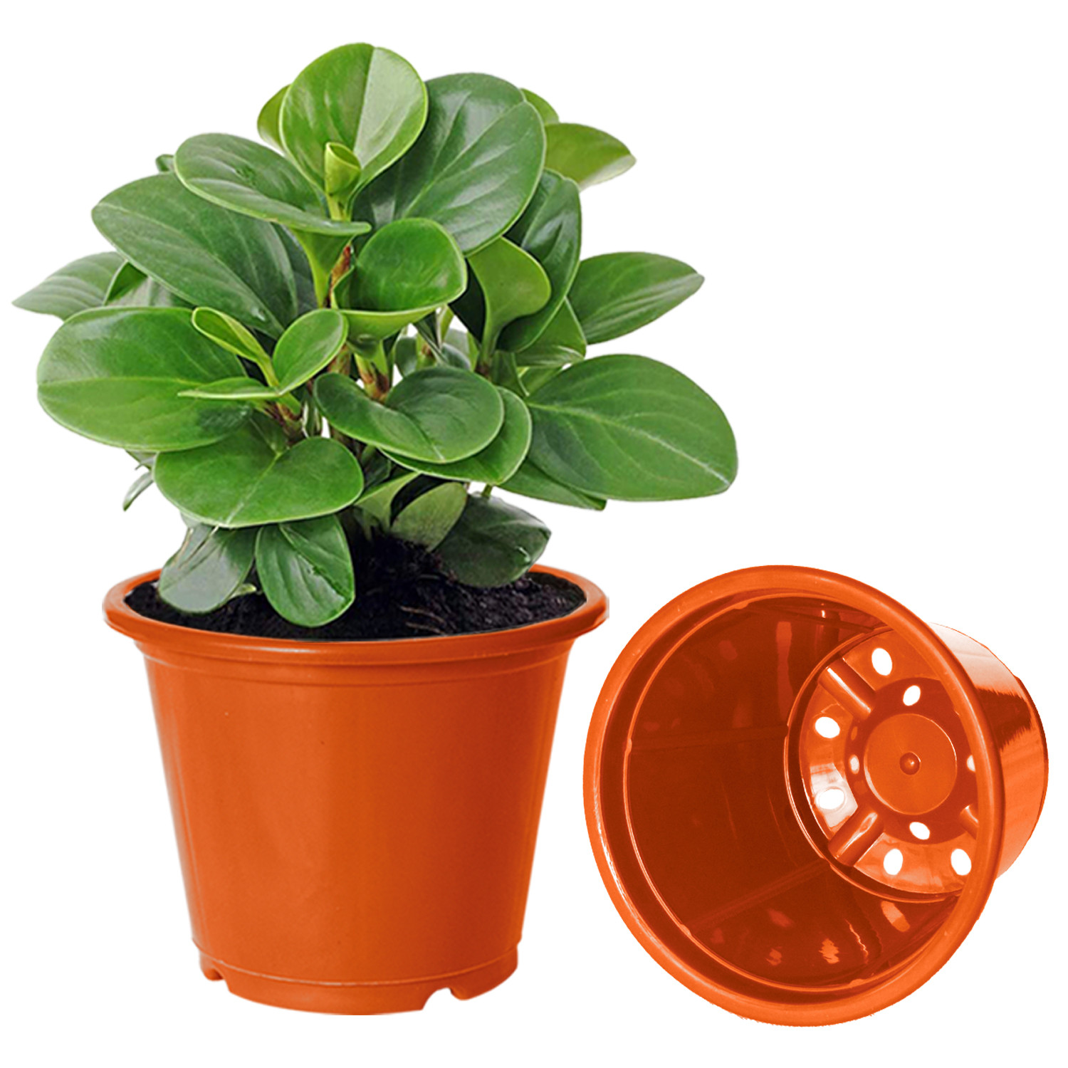 Kuber Industries Plastic Planters|Gamla|Flower Pots for Garden Nursery Home Décor,8