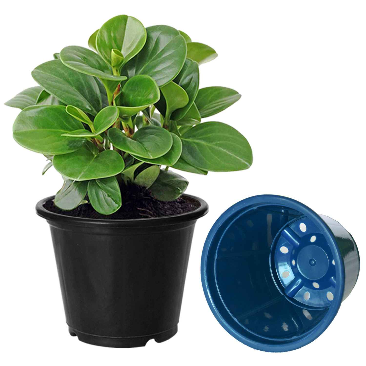 Kuber Industries Plastic Planters|Gamla|Flower Pots for Garden Nursery Home Décor,8