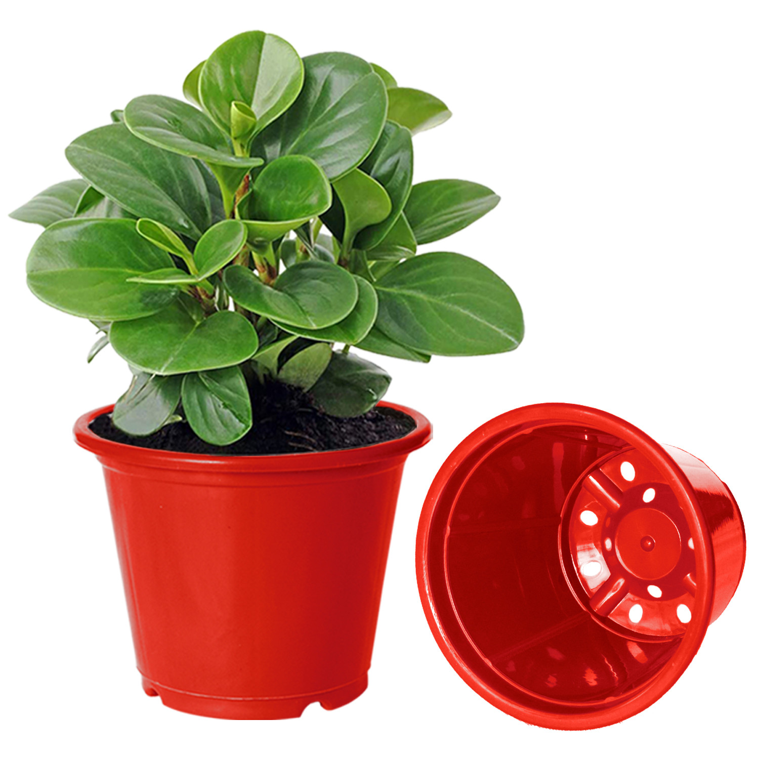 Kuber Industries Plastic Planters|Gamla|Flower Pots for Garden Nursery Home Décor,8
