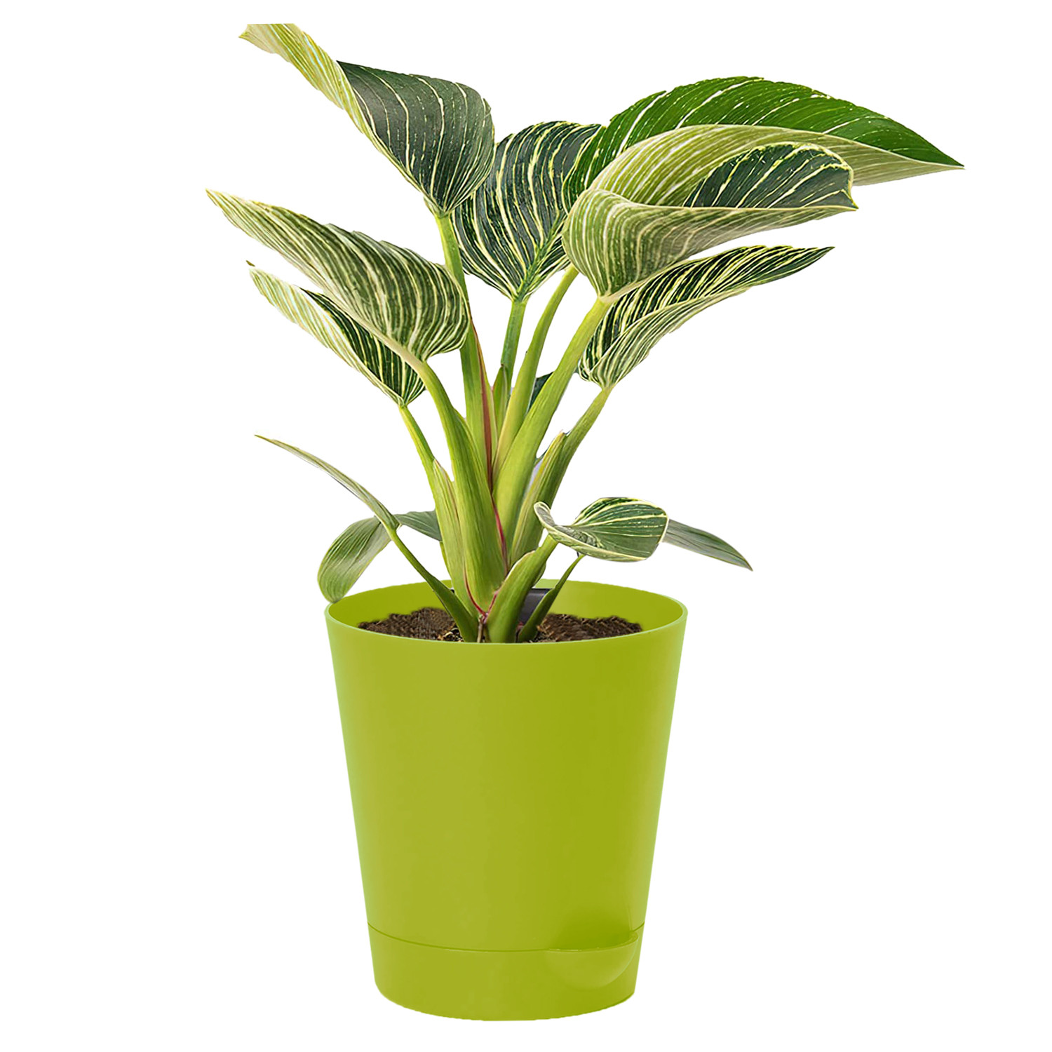 Kuber Industries Plastic Titan Pot|Garden Container For Plants & Flowers|Self-Watering Pot With Drainage Holes,6 Inch (Green)