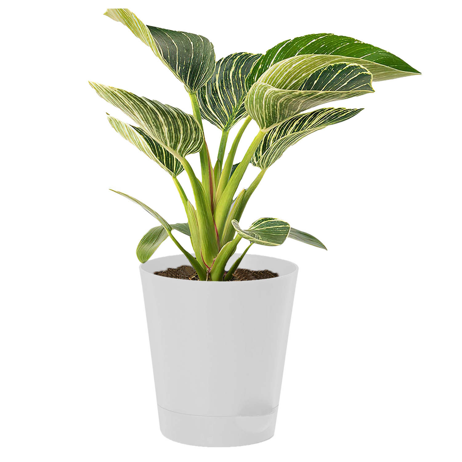 Kuber Industries Plastic Titan Pot|Garden Container For Plants & Flowers|Self-Watering Pot With Drainage Holes,6 Inch (White)