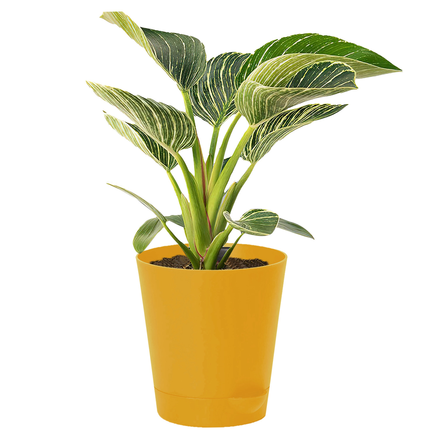 Kuber Industries Plastic Titan Pot|Garden Container For Plants & Flowers|Self-Watering Pot With Drainage Holes,6 Inch (Yellow)